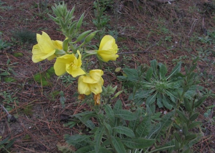 ¡El sábado 20 de junio, necesitamos vuestra ayuda en el Puntal de Somo! Oenothera biennis en el Puntal de Somo