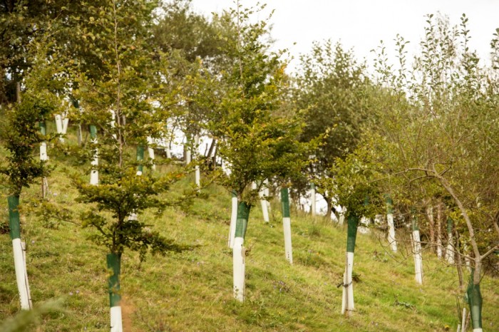 Participa activamente con el LIFE Miera plantando tu finca para reforestar la Montaña Pasiega Reforestación una década después