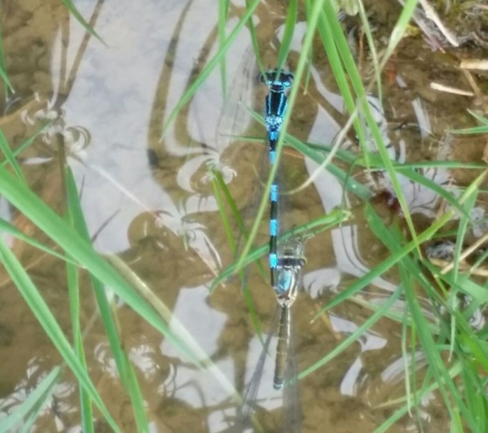 El caballito del diablo vuelve a volar en la Cuenca del Miera Cópula de Coenagrion mercuriale (LIFE Miera)
