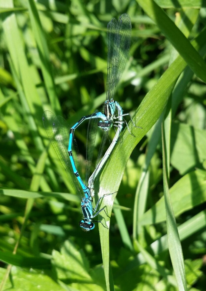 LIFE Miera imparte un taller sobre insectos al cuerpo de Guardas Forestales de Cantabria.