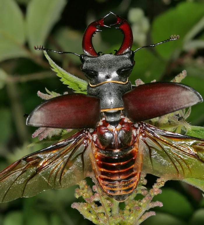LIFE Miera imparte de nuevo el Taller de Insectos, esta vez a los guías de los Espacios Naturales