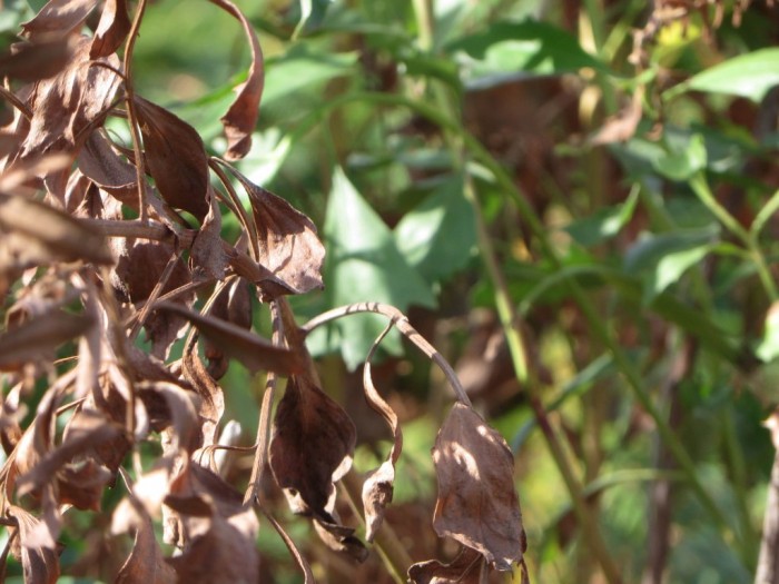 FNYH elimina el 50% de las plantas invasoras en la Isla Santa Marina Contraste entre chilca (Baccharis halimifolia) tratada y chilca sin tratar