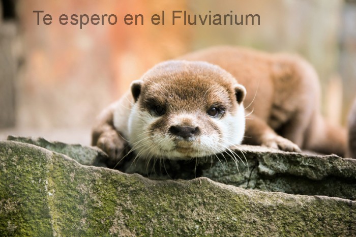 El Fluviarium de FNYH tendrá una programación especial estas Fiestas Miera espera verte la próxima semana.
