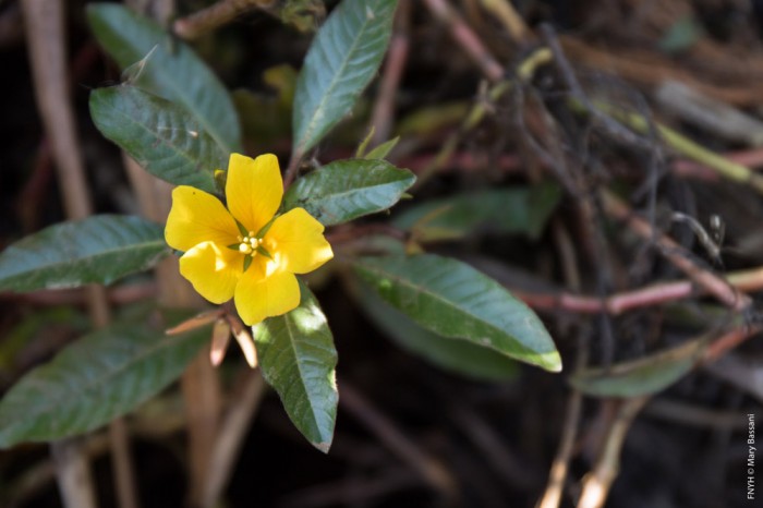 La marisma de Alday pierde su agua dulce por una buena causa: luchar contra la flor de la laguna La flor amarilla de la Ludwigia peploides u onagraria.