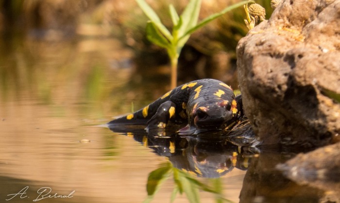 Vuelven las charlas del Fluviarium con las amenazas a los anfibios Salamandra