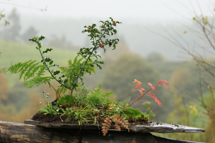 Esta Navidad, regala conservación Centro de Navidad con plantas autóctonas