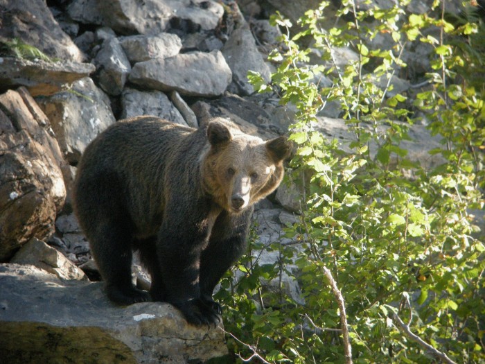 El oso pardo, la charla del mes en los Viernes del Fluviarium Oso Pardo