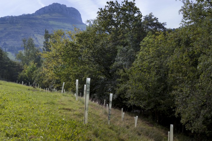Bosque a la vista Jóvenes arboles plantados en Cornueva, Rubalcaba