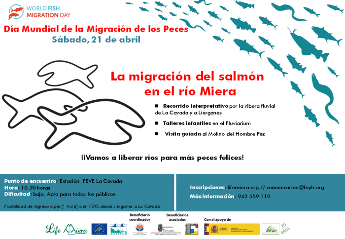 Conectar ríos libres con peces y gente Ruta guiada, talleres y visita del molino fluvial de Liérganes para celebrar Día Mundial Migración Peces 2018