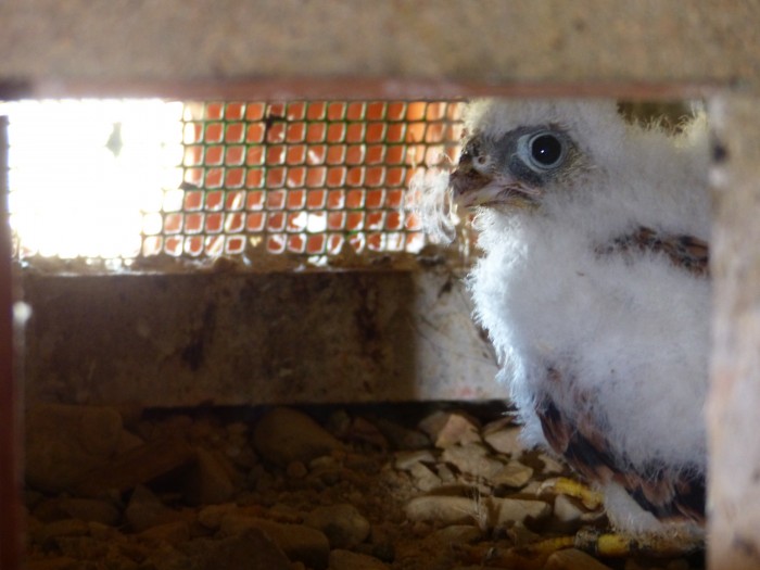 Suelta de Cernícalos Primillas en El Rebollar, Martiago. Una especie en declive Polluelo de cernícalo primilla