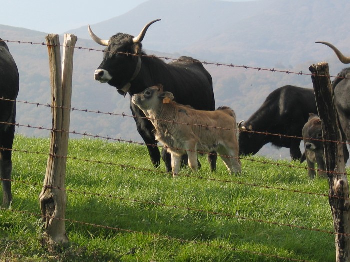 El ganado adaptado al medio y el pasto hacen una carne más saludable y sabrosa