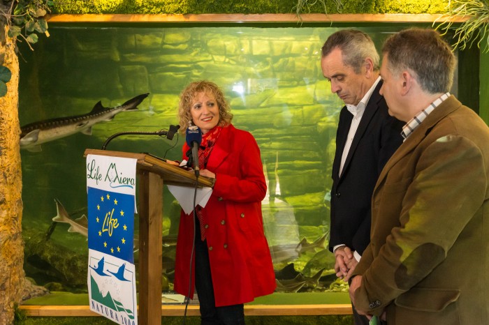 El LIFE Miera concluye con el regreso de los salmones y 60.000 árboles plantados