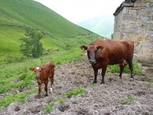 vaca