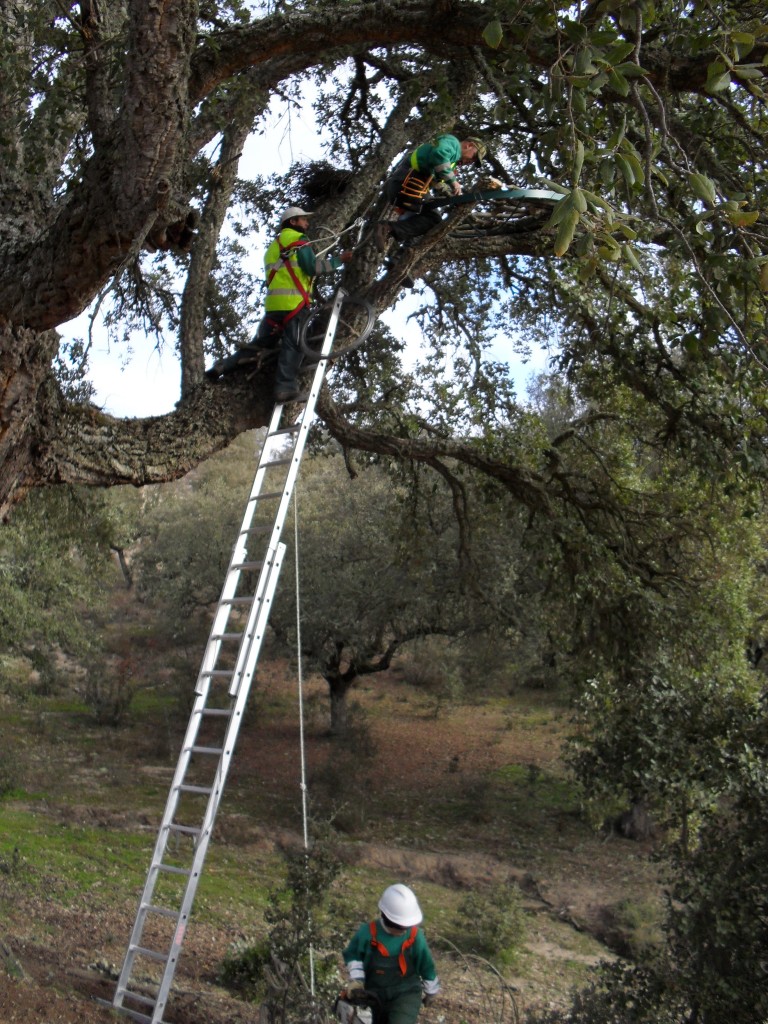 Nidos grandes aves en el Oeste Ibérico Fundación Naturaleza y Hombre