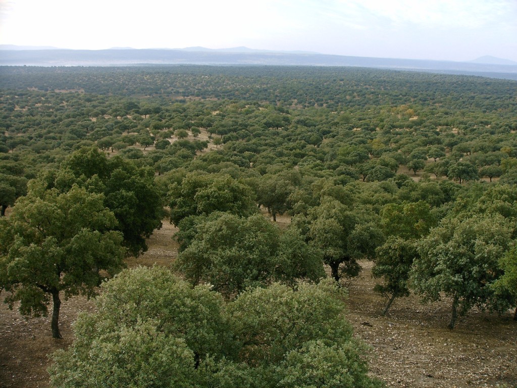 Dehesas en Salamanca Fundación Naturaleza y Hombre