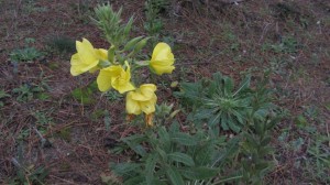 La Oenothera sp. es la planta que se pretende eliminar