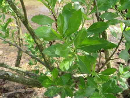 Detalle de la hoja de la chilca (Baccharis halimifolia)