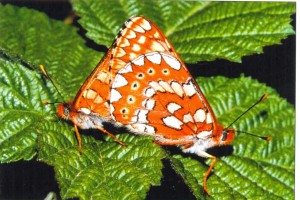 6.Euphydrias