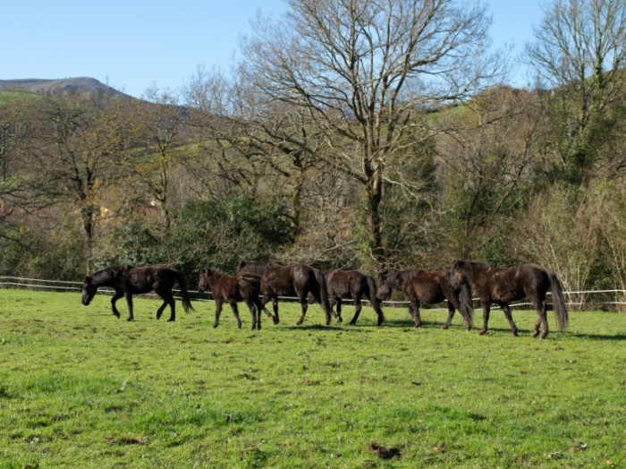 Los caballos de FNYH, guardianes de la Naturaleza Los pottokas de FNYH en la Montaña Pasiega y Oriental