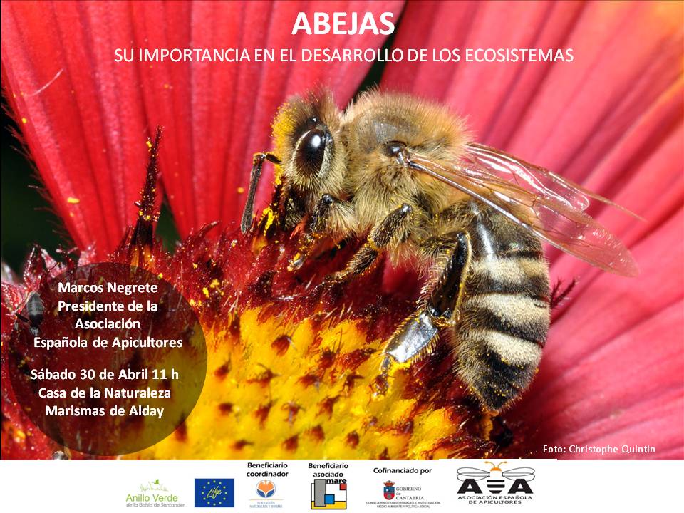 abeja-alas  Fundación Amigos de las Abejas
