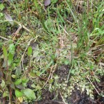 Ranunculus flambula y Anagallis tenella