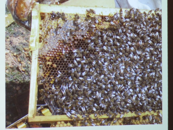 «La abeja doméstica es la más eficaz de los insectos polinizadores», Marcos Negrete. Presidente de la Asociación española de apicultores.