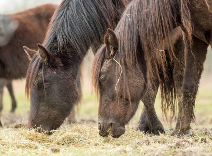 El antropólogo social, John Hartigan, estudia las relaciones sociales de los caballos pottokas y losinos de FNYH Caballos losinos en Marisma de Alday