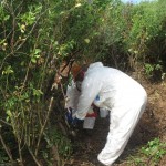 Operarios aplicando herbicida mediante apósitos