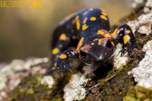 salamandra común