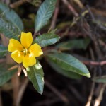 La flor amarilla de la Ludwigia peploides u onagraria.