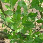 Detalle de hojas de chilca (Baccharis halimifolia)