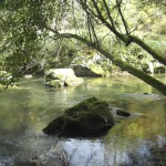 Bosque de galería en el río Miera en la ruta al Pozo Negro