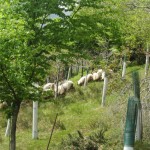 Rebaño de oveja carranzana paciendo entre el arbolado